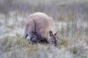 Tasmanian wildlife - Wallaby and joey