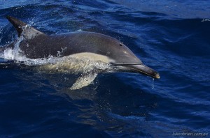 Tasmanian marine wildlife - bottlenose dolphin