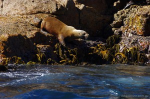 Wineglass Bay Cruise - Australian Fur Seal