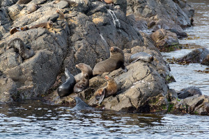 Seals laze in the sun off the Freycinet Coast