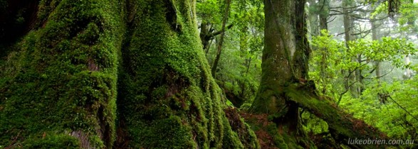 Ancient Forest on Yakushima, Japan