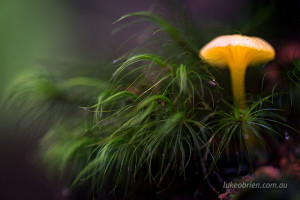 Yellow autumn fungi, Philosophers Falls Tarkine