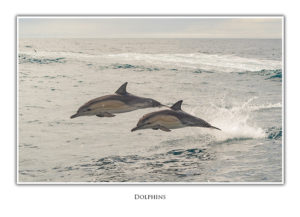 Dolphins at Binalong Bay