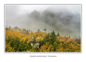 Autumn Cradle Mountain Fagus