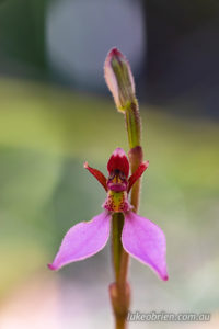 Eriochilus cucullatus - Parsons Bands, Tasmanian Orchid