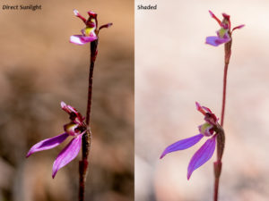 Eriochilus cucullatus - Parsons Bands, Tasmanian Orchid