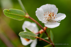 Tasmania's leatherwood, Eucryphia lucida, in flower
