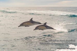 Dolphins are likely on our cruise to Wineglass Bay