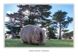 Maria Island, Wombat at Darlington
