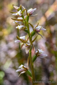Prasophyllum incurvum, the Horseshoe Leek Orchid