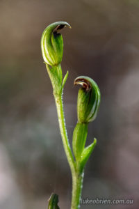 Pterostylis atriola Snug Greenhood Tasmanian orchid