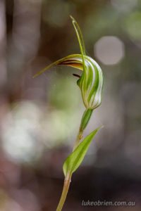 Summer Greenhood, Pterostylis decurva, Tasmanian orchids