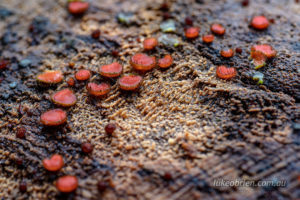 Tasmanian fungi Scutellinia scutellata