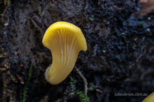 Tasmanian fungi Pleurotus purpureo-olivaceus