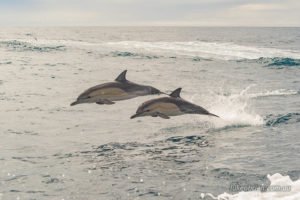 Common dolphin, Bay of Fires cruise Tasmania