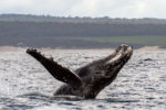 Humpback whales, Bay of Fires Eco TOurs cruise Tasmania