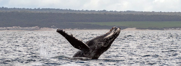 Humpback whales, Bay of Fires Eco TOurs cruise Tasmania
