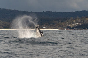 Humpback whale breaching, Bay of Fires