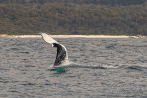 whale watching, Bay of Fires cruise