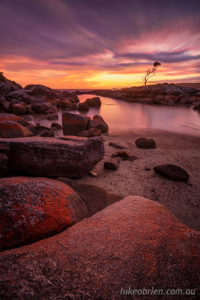 bay of fires lone tree at sunrise