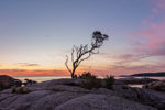 bay of fires lone tree