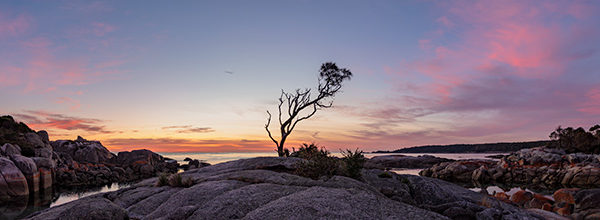 bay of fires lone tree