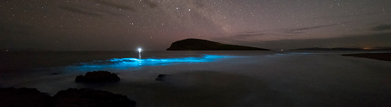 bioluminescence-tasmania-south-arm