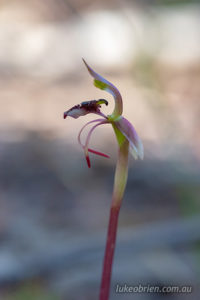 Bird orchid at Peter Murrell reserve in Kingston