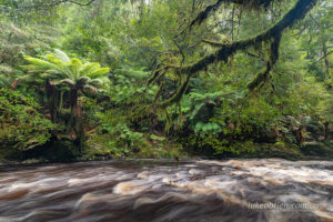 Bird River rainforest