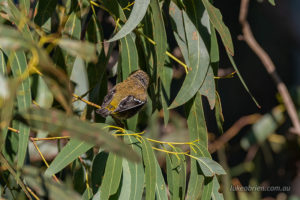 forty spotted pardalote inala bruny island