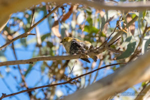 forty spotted pardalote inala bruny island