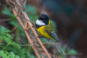 Golden Whistler at Inala Bruny