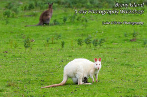 The White Wallaby of Bruny Island!