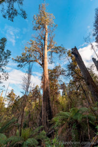 The Centurion Tree tasmania