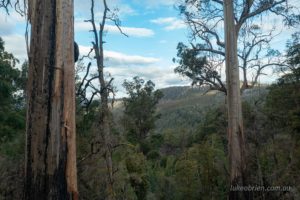 The Centurion Tree tasmania