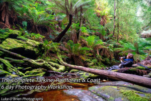 6 day Tarkine Photography Workshop - rainforest near Corinna