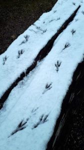 Currawong tracks in the snow