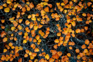 Nothofagus gunii, the fagus. Autumn leaves on Mt Murchison