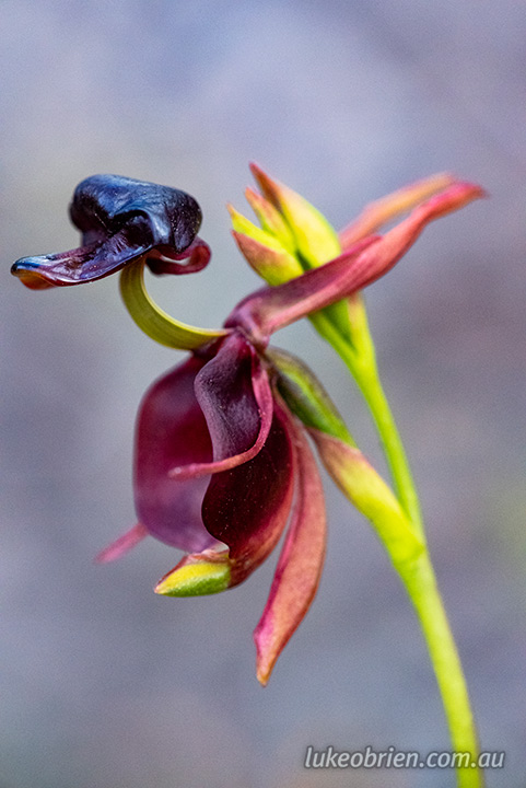 Flying Duck Orchid - Caleana major - Luke O'Brien Photography