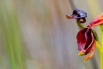 Flying Duck Orchid at Peter Murrell Reserve in Kingston