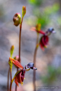 Flying Duck Orchid at Peter Murrell Reserve in Kingston