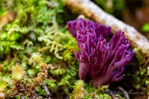 A purple coral fungi on the Bastion Cascades track