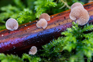 No idea re ID but tiny little things growing off a fallen fern frond