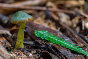 Tasmanian fungi - Hygrocybe pseudograminicolor