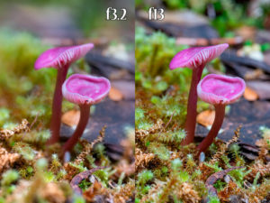 macro fungi photography aperture settings