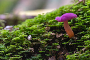 Hygrocybe cheelii, pink fungi in the Styx Valley Tasmania