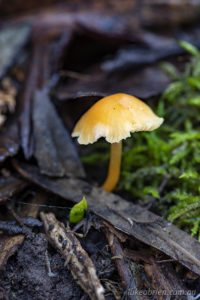 Yellow fungi on Mt Wellington