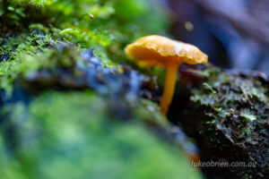 Fungi Mt Wellington