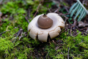 Earthstar fungi on the Myrtle Gully track
