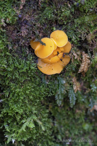 Yellow-orange disc fungi on the Myrtle Gully track
